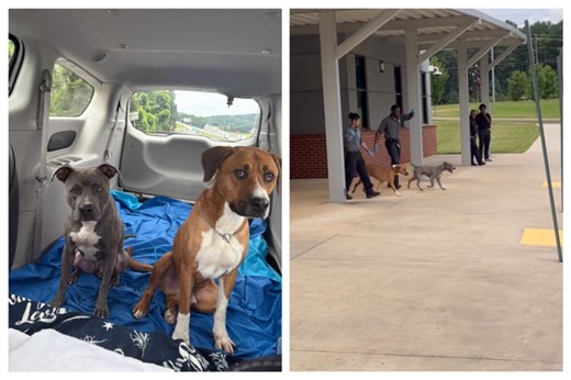 5.7K views · 339 reactions | The last dogs getting rescued last week and more are getting rescued today! We appreciate the help and efforts of rescues who help get our dogs closer to their forever homes! ♾️     | Clayton County Animal Control | Facebook
