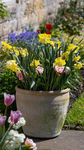 64K views · 555 reactions | Learn how to plant a bulb lasagne with Rich Heathcote, for pots that burst with blooms for months on end. Lasagne planting involves planting several different bulbs that flower at different times in one container, so you can enjoy a succession of flowers. Which bulbs are you planting this year? | BBC Gardeners' World Magazine | Facebook