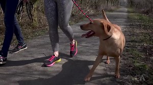 452 reactions · 85 shares | Playing these games with your dog will...