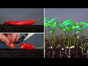 Chili pepper time lapse #greentimelapse #gtl #timelapse