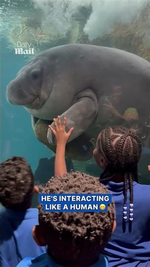 Kids meet friendly manatee at aquarium