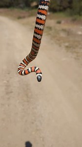 57 reactions · 9 comments | Meet the California Mountain King Snake!...