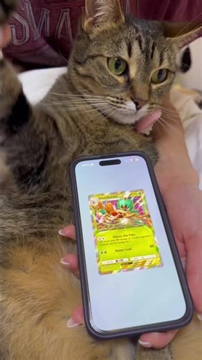 Day 226 Elfie 🐱#pokemon