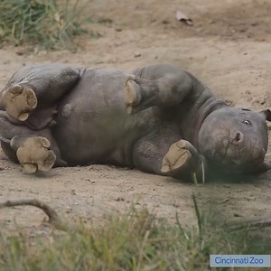 Speed: ⭐️⭐️⭐️⭐️⭐️ Acrobatics: ⭐️⭐️⭐️⭐️⭐️ Floppiness: ⭐️⭐️⭐️⭐️⭐️ Watch out, Cincinnati. There’s a new adorable star in town. | WLWT