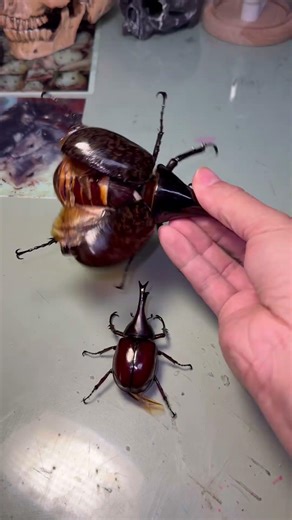 大小蟲展翅對比，差很多吧😆 #beetle #insects #funny #scarab #甲蟲 #nature