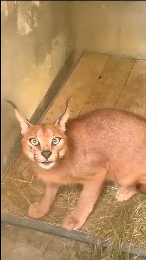 wild cats attack | caracal attacks.