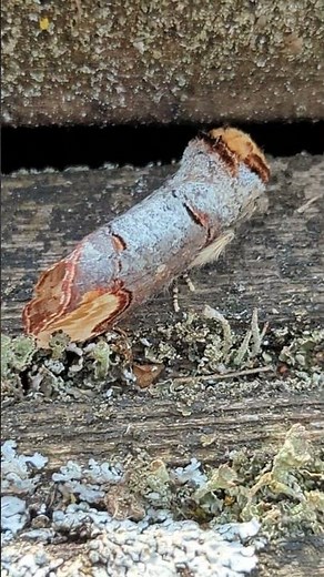 Everyone's favourite moth - the Buff-tip