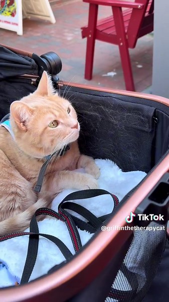 Cat Stroller Adventure: Exploring with My Therapy Cat