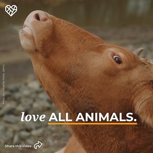 Our planet is home for countless species, just like this cow 🌎🐄 But factory farming is putting its future at risk! Visit https://thl.link/3N99ms3 to help us fight for a more sustainable food system—for our communities, our planet, and #ForTheAnimals 💕 🎬 Henry Hopkins | H2 Video | The Humane League