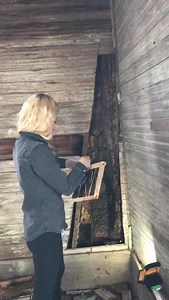 80K views · 1.4K reactions | Save the bees, y’all! If you have bees in a home or structure, please call a professional beekeeper like @texasbeeworks to remove and relocate them instead of calling an exterminator. Here’s a quick look at how we do it! #honeybees #beekeeping #savethebees | Texas Beeworks | Facebook