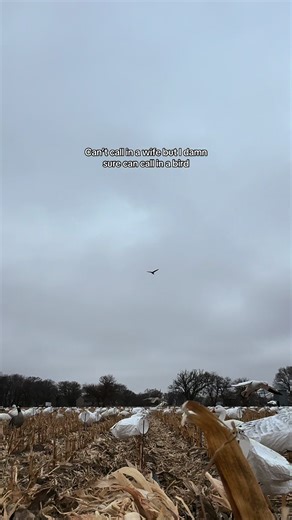 Snow Goose Calling Techniques for Bird Enthusiasts