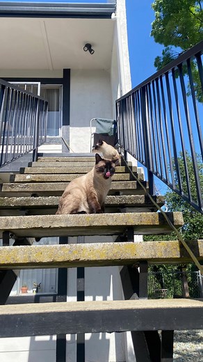 Mysterious Silence: Unraveling the Siamese Connection