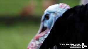 32 reactions | Six different species of wild turkey live in the United States, but only one, the eastern wild turkey, is found in Illinois. | Forest Preserve District of Will County | Facebook