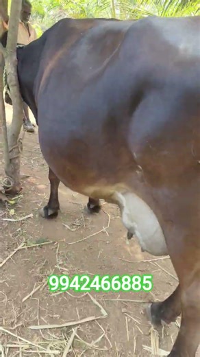 3 lactation Milk 17 liter capacity delivery time 10 days