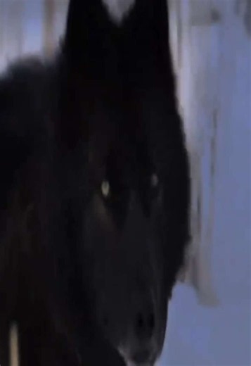 Black Wolf Edit: What's Cool Is You Don't Try Too Hard