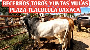 136K views · 5.7K reactions | #toros #vacas #becerros #mulas Nos encontramos en la Plaza Ganadera de Tlacolula de Matamoros Oaxaca está Plaza se realiza todos los días domingo de cada semana en esta población en este video nos está preguntando principalmente de los becerros en las diferentes razas así como los toros criollos las yuntas de trabajo algunos toros y vacas sementales así como algunas mulas que encontramos ahí y unos cuantos caballos | Hunter Vlogs | Facebook
