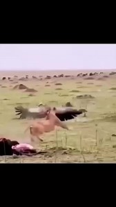 559K views · 9.6K reactions | #fb #facebook #fbreals #facebookreals #fbshorts #facebookshorts #followme #follow #me #ads #adsreel #reels #viral #viralreels #viralshorts #live #fyp #tbt #viralvideos #instagood #dance #dancing #dancereels #danceshorts #trend #trending #trendingreels #vlog #basketballhighlights | Wild King | Facebook