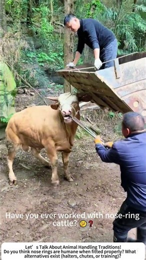 Nose Ring Fitting – A Traditional Method for Handling Large Cattle! 🐂🔧