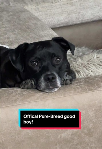 Hes a pure-breed good boi 🥹 #purebreedgoodboy #dogoftiktok #dogownersoftiktok #spoileddog #labpitmix #dogsoftiktok @Fidget/Elora