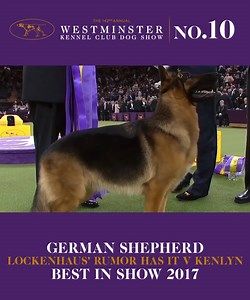 20K views · 905 reactions | We're counting down to the 142nd Westminster Kennel Club Dog Show by looking back at some of Westminster's memorable Best in Show winning moments. First up, last year's Best in Show winner Rumor! | Westminster Kennel Club Dog Show | Facebook
