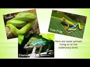 Discover Rainforest Habitats | Learn About Animals and Ecosystems for Kids | Hands-On Education
