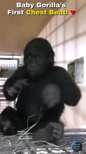 39K views · 1.7K reactions | 轢 Watch Mbani the baby gorilla practice his very first chest beat behind the scenes. His family was just a few feet away, probably wondering what all that "thumping" was about! 殺 #BabyGorilla #CuteAnimals #Wildlife #Shorts #AnimalLovers #Gorilla | World Amazing Facts | Facebook