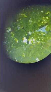 Leica TS20 vs. Leica TS16: Can AI Outsmart Dense Foliage?