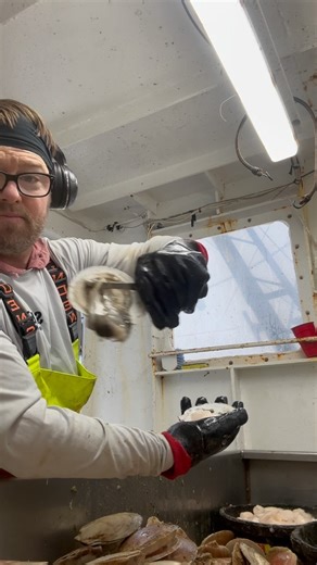 Shucking Sea Scallops for you all to enjoy! Eat American Caught Seafood! #sea #scallops #holiday #pinkfloyd | Scallop Shack Farms