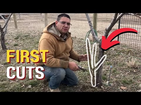 YEAR 1: Pruning Your Peach Tree Fresh From The Nursery