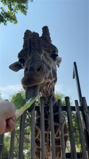 Brookfield Zoo Chicago on Instagram: "Happy World Giraffe Day! Did you know a giraffe’s tongue measures about 18 inches in length? Their prehensile tongues are specially adapted to skillfully strip leaves from trees while carefully avoiding sharp thorns. Reticulated giraffes are classified as critically endangered by the @iucnred_list . They face serious threats like habitat loss, fragmentation, and climate change, all of which impact the plants they rely on for food. Here at Brookfield Zoo Chic