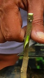 Budding method #buddingmethod #graftingtechniques #relaxing #gardening101 #nursery #penjing #grafting #agriculture #cultivation #injerto #innesto #زراعة | Plants Propagation
