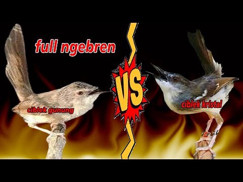 Masteran Ciblek Gunung ngebren panjang vs Ciblek Kristal Gacor ngebren