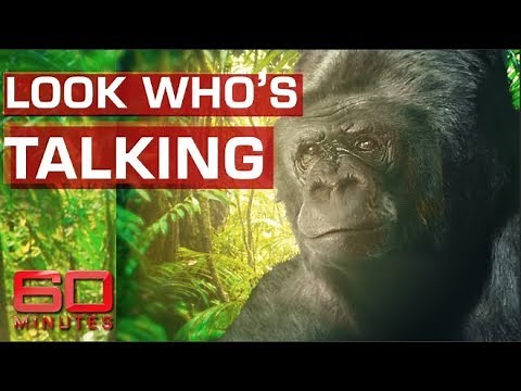 Koko the talking gorilla | 60 Minutes Australia