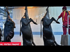 Modern Buffalo Cutting Line in Factory-Fresh Buffalo Meat Production Process-BuffaloFarm-organicmeet