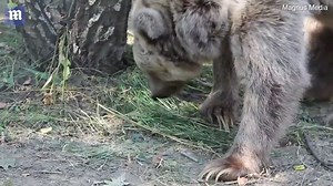 Uplifting footage shows rescued circus bear looking healthy