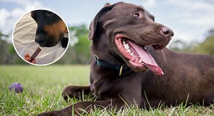 The heartwarming reason vets give dogs chocolate