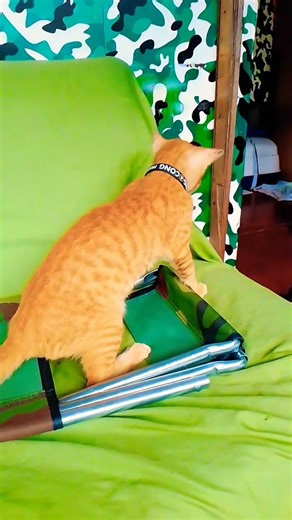 Funny Kitten Boxing #kitten #funny #shorts