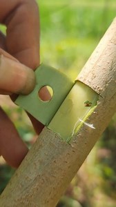 19K views · 38K reactions | unique grafting practice  #Grafiting #fblifestyle | Nafadh Bonsai | Facebook