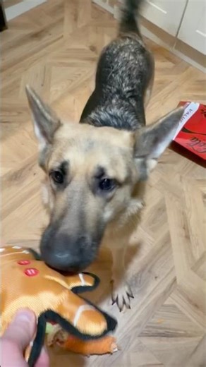 German shepherd new gingerbread man toy