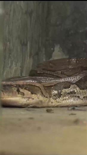 Crawling python surprise #comedyreels #funnyreels #viralvideoシ | Richard Estañol Jagape