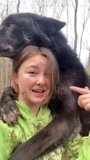 Hidden camera catches shy rescued wolf dog reuniting with his long-lost brother 💕 We talked to Arctic Fox Daily Wildlife Rescue, Inc. about how challenging it was to bond with this wolf dog — until she learned that he was missing someone very close to him. Keep up with Arctic Fox Daily on Instagram: thedo.do/arcticfoxdaily, YouTube: thedo.do/ArcticFoxDailyYT & TikTok: thedo.do/Arcticfoxdaily. Keep up with Walking Wild Rescue on Instagram: thedo.do/walkingwildrescue. | The Dodo