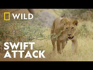 A Lioness' Deadly Gamble | Extraordinary Africa | National Geographic WILD UK