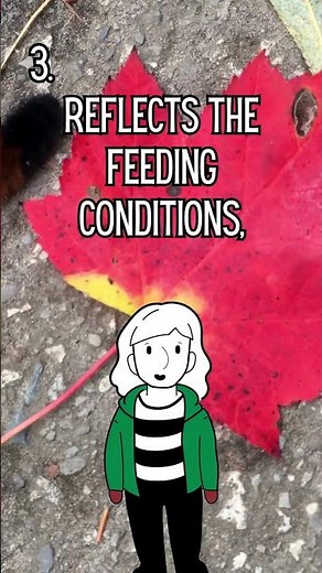 Fun Facts about Woolly Bear Caterpillars #michigan #funfacts #nature