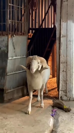 O Teri Khair | Mandi Lovers