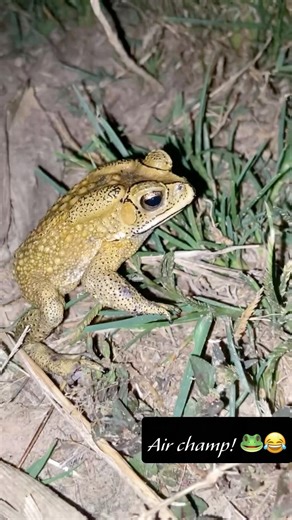 Toads reaction compilation! 😂🐸 #shorts #funnyanimals #comedy