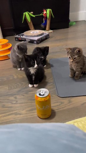 12K views · 622 reactions | That’s what kittens need - a score by Hans Zimmer. 藍 They. Were. Fascinated. #badgerdot #tedlassokittens #fosteringsaveslives #fosterkittens #adoptdontshop | Badger Dot | Facebook