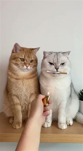 Grumpy Cat Stays Unimpressed by Candy Trick #funny #pets #catcomedy #catvideos #cat#catlover