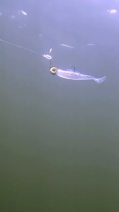 165K views · 2.5K reactions | Here’s how Stephen Browning rigs his ChatterBait WillowVibe for schooling fish in the later months. | Z-Man Fishing Products | Facebook