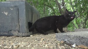 Feral cat colony gets new shelters after WUSA9 highlights deplorable conditions