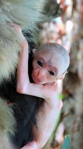 Gibbon Gives Birth to Healthy Baby, Bringing New Hope for Endangered Species" | Monkey Soo